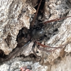 Lampona sp. (genus) (White-tailed spider) at Mount Ainslie - 15 Jan 2023 by Hejor1