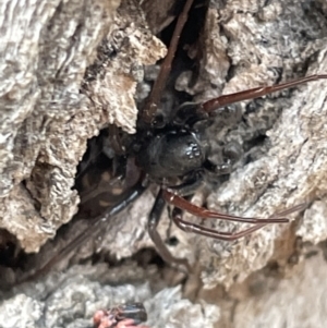 Lampona sp. (genus) at Ainslie, ACT - 15 Jan 2023