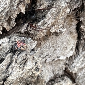 Lampona sp. (genus) at Ainslie, ACT - 15 Jan 2023