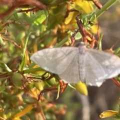 Geometridae (family) ADULT at Mount Ainslie - 15 Jan 2023 by Hejor1