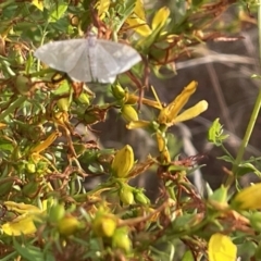 Geometridae (family) ADULT at Ainslie, ACT - 15 Jan 2023