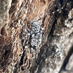 Disterna canosa (A longhorn beetle) at Mount Ainslie - 15 Jan 2023 by Hejor1