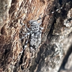 Disterna canosa (A longhorn beetle) at Ainslie, ACT - 15 Jan 2023 by Hejor1