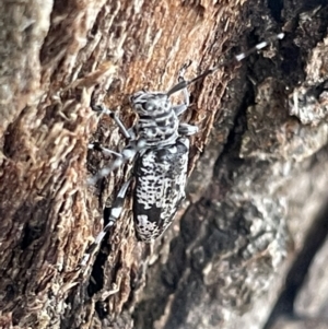 Disterna canosa at Ainslie, ACT - 15 Jan 2023 07:08 PM