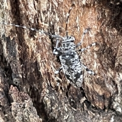 Disterna canosa at Ainslie, ACT - 15 Jan 2023 07:08 PM