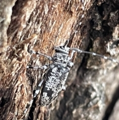 Disterna canosa at Ainslie, ACT - 15 Jan 2023 07:08 PM