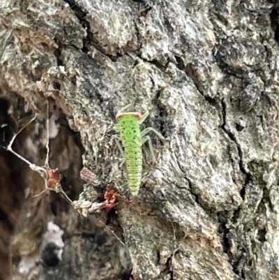 Cicadellidae (family) (Unidentified leafhopper) at Mount Ainslie - 15 Jan 2023 by Hejor1