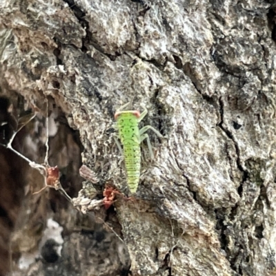 Eurymeloides sp. (genus) (Eucalyptus leafhopper) at Ainslie, ACT - 15 Jan 2023 by Hejor1