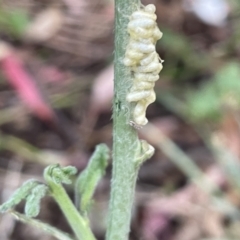 Cotesia sp. (genus) at Ainslie, ACT - 15 Jan 2023