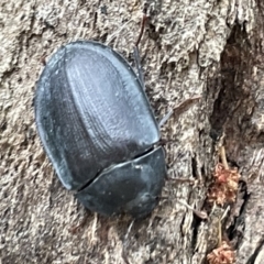 Pterohelaeus piceus (Pie-dish beetle) at Ainslie, ACT - 15 Jan 2023 by Hejor1