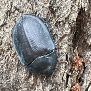 Pterohelaeus sp. (genus) at Ainslie, ACT - 15 Jan 2023 07:28 PM