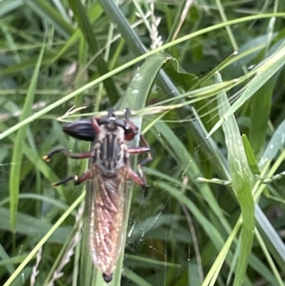 Zosteria sp. (genus) (Common brown robber fly) at Mount Ainslie - 16 Jan 2023 by Hejor1