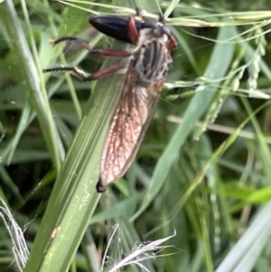 Zosteria sp. (genus) at Campbell, ACT - 16 Jan 2023