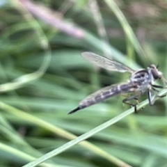 Cerdistus sp. (genus) (Slender Robber Fly) at Mount Ainslie - 16 Jan 2023 by Hejor1