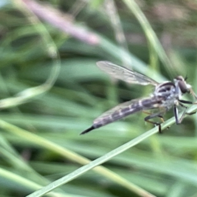 Cerdistus sp. (genus) (Yellow Slender Robber Fly) at Mount Ainslie - 16 Jan 2023 by Hejor1