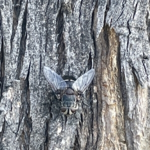 Tachinidae (family) at Campbell, ACT - 16 Jan 2023