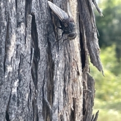 Tachinidae (family) at Campbell, ACT - 16 Jan 2023 06:04 PM