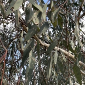 Eucalyptus bridgesiana at Mount Ainslie - 16 Jan 2023