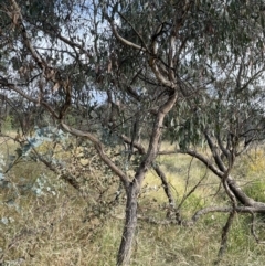 Eucalyptus bridgesiana at Campbell, ACT - 16 Jan 2023