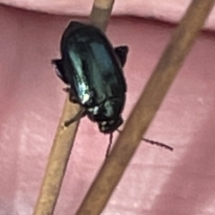Arsipoda sp. (genus) (A flea beetle) at Dickson to Lyneham Wetlands Corridor - 21 Jan 2023 by Hejor1