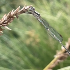 Austrolestes leda (Wandering Ringtail) at Dickson Wetland - 21 Jan 2023 by Hejor1