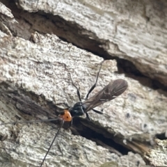 Callibracon capitator (White Flank Black Braconid Wasp) at Lake Burley Griffin West - 22 Jan 2023 by Hejor1