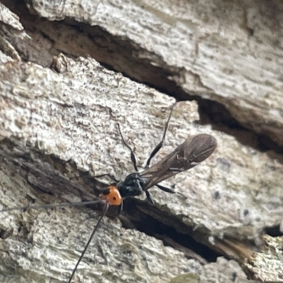 Callibracon capitator (White Flank Black Braconid Wasp) at Lake Burley Griffin West - 22 Jan 2023 by Hejor1