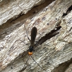 Callibracon capitator at Yarralumla, ACT - 22 Jan 2023 03:41 PM