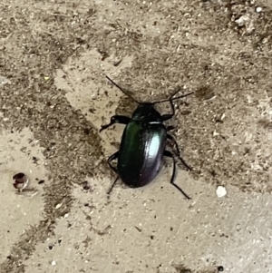 Chalcopteroides columbinus at Yarralumla, ACT - 22 Jan 2023