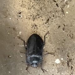 Pterohelaeus granuliger (Pie-dish beetle) at Yarralumla, ACT - 22 Jan 2023 by Hejor1