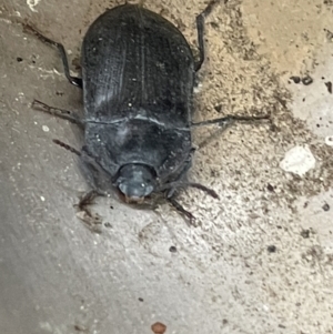 Pterohelaeus granuliger at Yarralumla, ACT - 22 Jan 2023