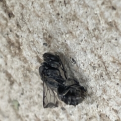 Apocrita (suborder) (Unidentified wasp) at Yarralumla, ACT - 22 Jan 2023 by Hejor1
