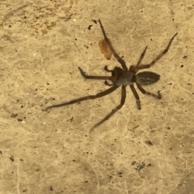 Badumna longinqua (Grey House Spider) at Yarralumla, ACT - 22 Jan 2023 by Hejor1