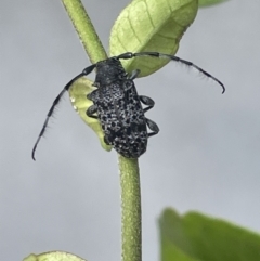 Ancita australis (Longicorn or longhorn beetle) at Canberra, ACT - 25 Jan 2023 by Hejor1