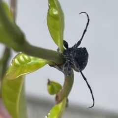 Ancita australis at Canberra, ACT - 25 Jan 2023 01:25 PM