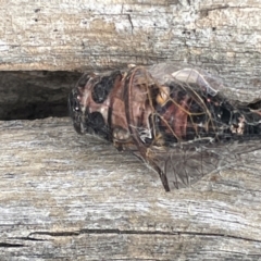 Yoyetta sp. (genus) (Firetail or Ambertail Cicada) at Forde, ACT - 27 Jan 2023 by Hejor1