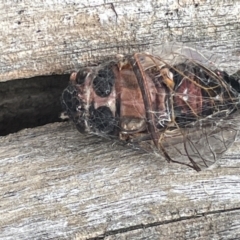 Yoyetta sp. (genus) at Forde, ACT - 27 Jan 2023 11:48 AM