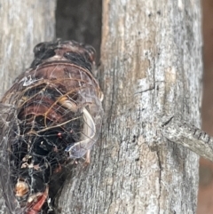 Yoyetta sp. (genus) at Forde, ACT - 27 Jan 2023 11:48 AM