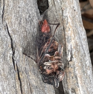 Yoyetta sp. (genus) at Forde, ACT - 27 Jan 2023 11:48 AM