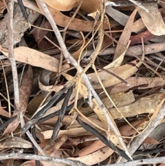 Vicia sp. at Forde, ACT - 27 Jan 2023