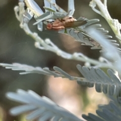 Sapromyza brunneovittata (A lauxid fly) at Casey, ACT - 11 Feb 2023 by Hejor1