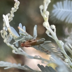 Sapromyza brunneovittata at Casey, ACT - 11 Feb 2023