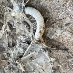 Diplopoda (class) (Unidentified millipede) at Casey, ACT - 10 Feb 2023 by Hejor1