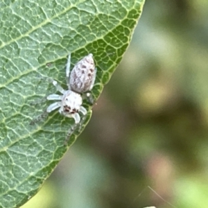 Opisthoncus polyphemus at Acton, ACT - 19 Feb 2023