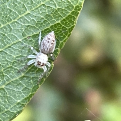 Opisthoncus polyphemus (Cyclops jumping spider) at ANBG - 19 Feb 2023 by Hejor1