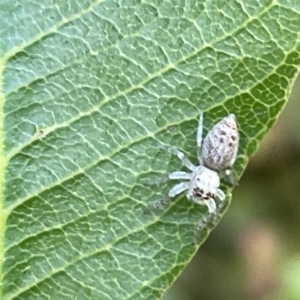 Opisthoncus polyphemus at Acton, ACT - 19 Feb 2023