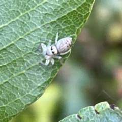 Opisthoncus polyphemus at Acton, ACT - 19 Feb 2023