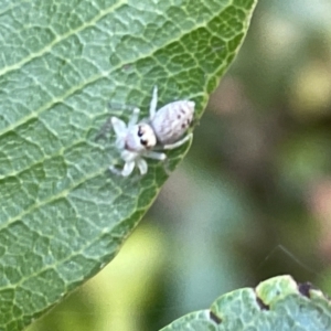 Opisthoncus polyphemus at Acton, ACT - 19 Feb 2023