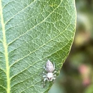 Opisthoncus polyphemus at Acton, ACT - 19 Feb 2023