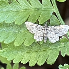 Chloroclystis catastreptes at Acton, ACT - 19 Feb 2023 03:31 PM